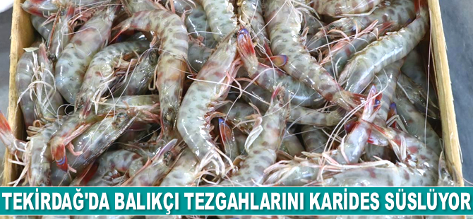 Tekirdağ'da karides tezgahları süslüyor