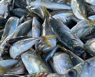 Zonguldak’ta denizde istavrit bolluğu yaşanıyor