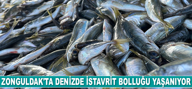 Zonguldak’ta denizde istavrit bolluğu yaşanıyor