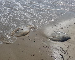 Alanya'da denizanaları kıyıya vurdu