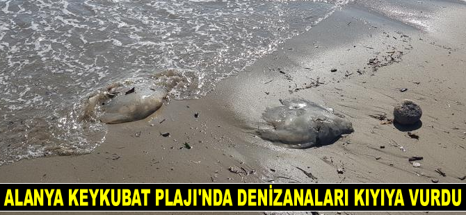 Alanya'da denizanaları kıyıya vurdu