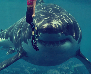 Köpekbalıklarının insanlara neden saldırdığı ortaya çıktı