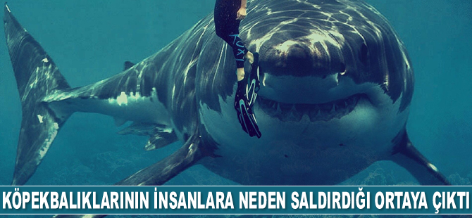 Köpekbalıklarının insanlara neden saldırdığı ortaya çıktı