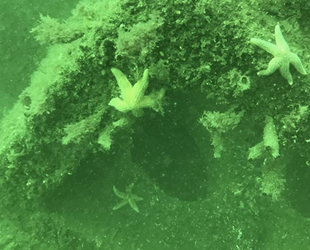 Yapay resifler, Marmara Denizi'ne hayat verdi