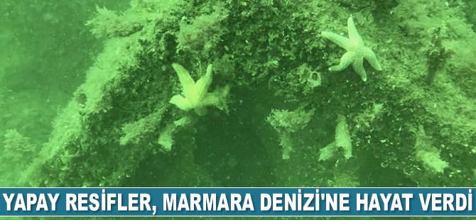 Yapay resifler, Marmara Denizi'ne hayat verdi