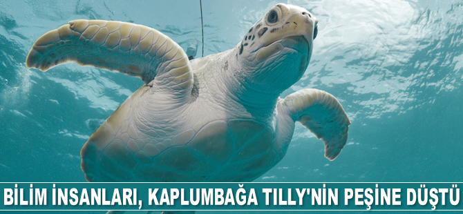 Bilim insanları, kaplumbağa Tilly'nin peşine düştü