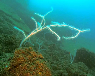 Müsilajın deniz altındaki etkileri hâlâ görülüyor