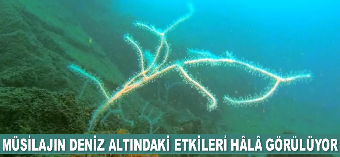 Müsilajın deniz altındaki etkileri hâlâ görülüyor