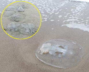 Mersin'de yüzlerce denizanası kıyıya vurdu