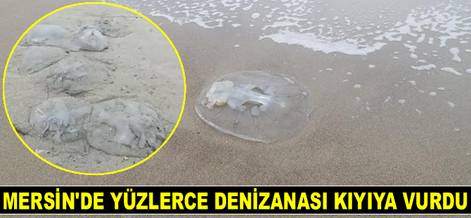 Mersin'de yüzlerce denizanası kıyıya vurdu