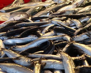 Denizden az çıkınca hamsinin fiyatı yükseldi