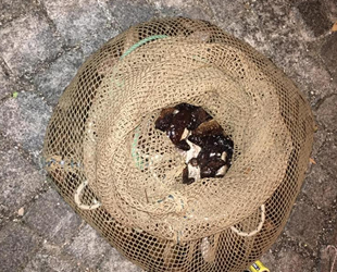 İzmir'de kaçak avlanan kişiye 24 bin 677 lira para cezası kesildi