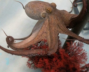 Dünyanın ilk ahtapot çiftliği etik tartışması yarattı