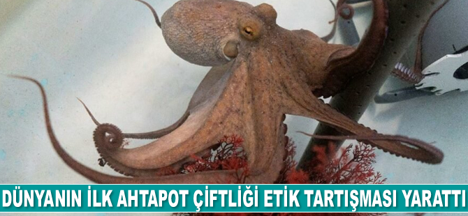 Dünyanın ilk ahtapot çiftliği etik tartışması yarattı