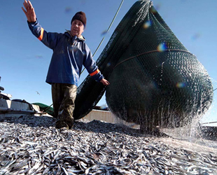 Karadenizli balıkçılar, 'çaça' sezonunu bekliyor