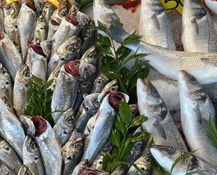 Balıkçı tezgahlarında bolluk yaşanıyor