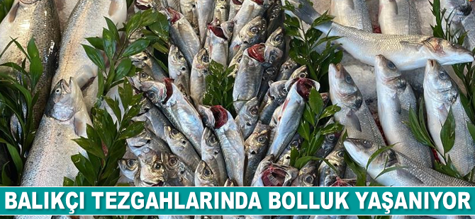 Balıkçı tezgahlarında bolluk yaşanıyor