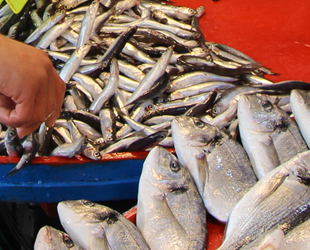Marmara’da umduğunu bulamayan balıkçılar, rotayı Ege'ye çevirdi