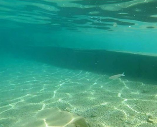 Avustralyalı bilim insanları, 45 bin savunmasız deniz türü belirledi