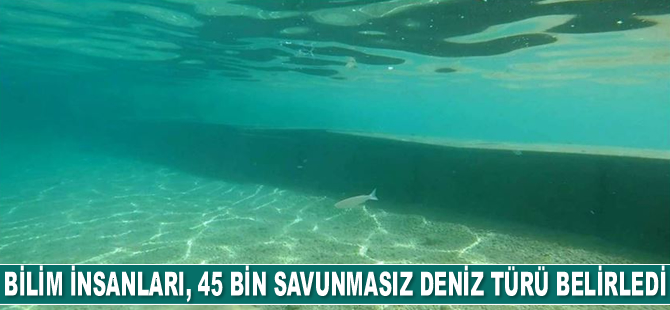 Avustralyalı bilim insanları, 45 bin savunmasız deniz türü belirledi
