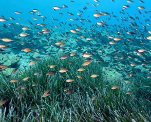 Gökova Körfezi'nde deniz çayırları ile ilgili çalışma başlatıldı