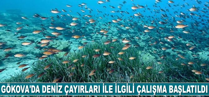 Gökova Körfezi'nde deniz çayırları ile ilgili çalışma başlatıldı