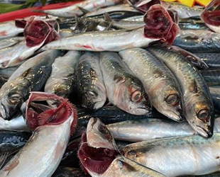 Balıkçı tezgahlarında kolyoz bereketi yaşanıyor