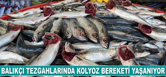 Balıkçı tezgahlarında kolyoz bereketi yaşanıyor