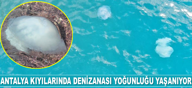 Antalya kıyılarında denizanası yoğunluğu yaşanıyor