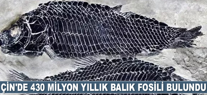 Çin'de 430 milyon yıllık balık fosili bulundu