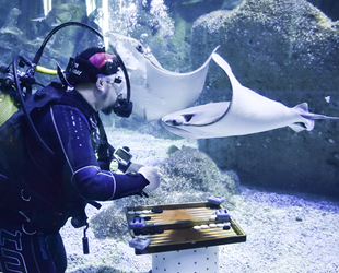 Akvaryum Adam, rekor için köpek balıklarının arasında çalıştı