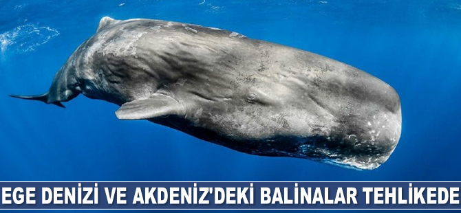 Akdeniz ve Ege'de 6 adet balina türü bulunuyor