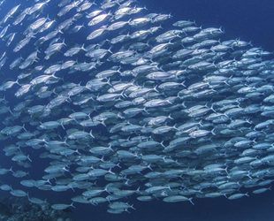 Balıklar, 155 milyon yıldır aralarında konuşuyor