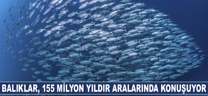 Balıklar, 155 milyon yıldır aralarında konuşuyor