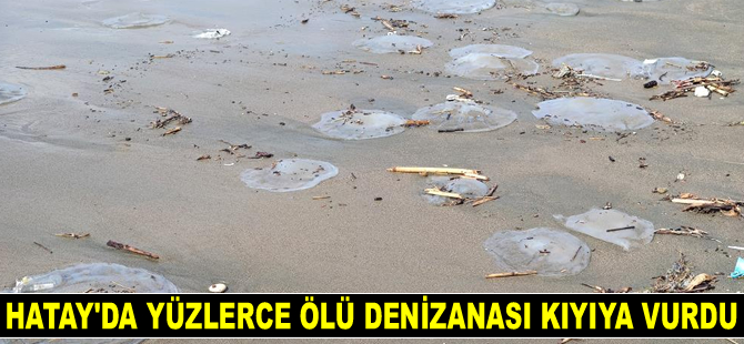 Hatay'da yüzlerce ölü denizanası kıyıya vurdu