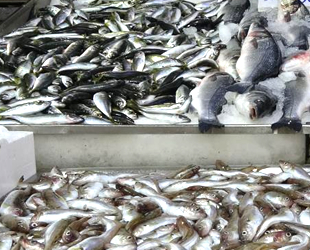 Türk balıkçılar, akaryakıt için endişesi yaşıyor