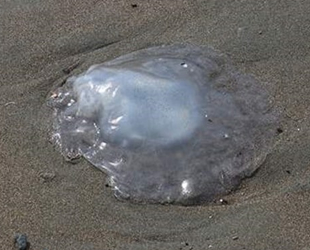 İskenderun’da zehirli denizanaları için acil eylem planı çağrısı yapıldı