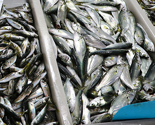 Tekirdağ'da balıkçı tezgahlarında fiyatlar arttı