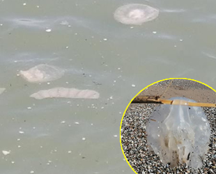 Manavgat'ta denizanası yoğunluğu yaşanıyor