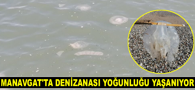 Manavgat'ta denizanası yoğunluğu yaşanıyor