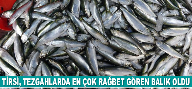 Tirsi, tezgahlarda en çok rağbet gören balık oldu