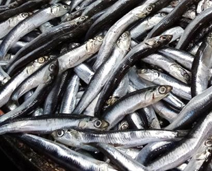 Balıkçı tezgahlarında hamsi bolluğu yaşanıyor