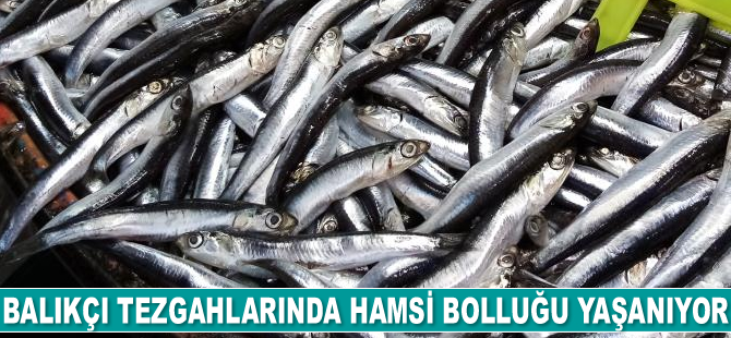 Balıkçı tezgahlarında hamsi bolluğu yaşanıyor