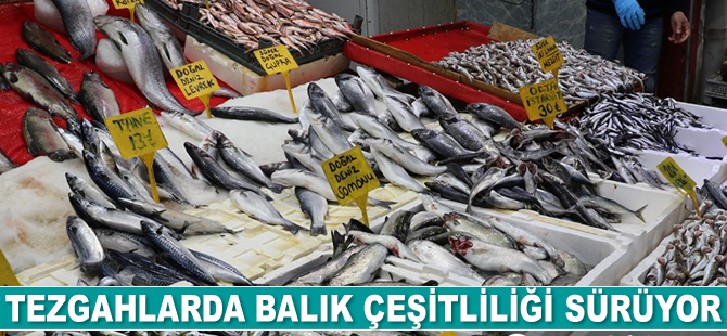 Tezgahlarda balık çeşitliliği devam ediyor