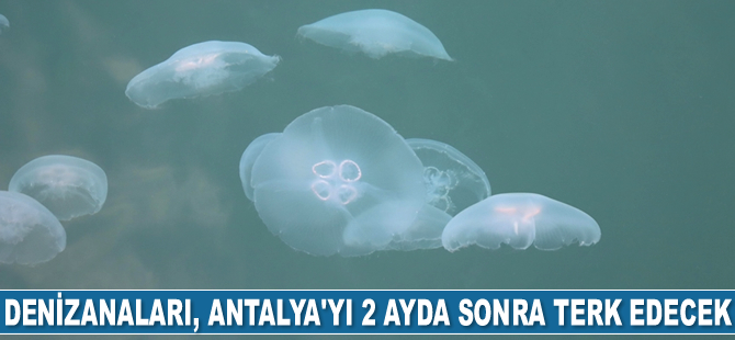 Denizanası sürüleri, Antalya Körfezi'ni 2 ayda sonra terk edecek