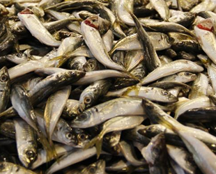 Marmara’da etkili olan kar yağışı balık fiyatlarını yükseltti