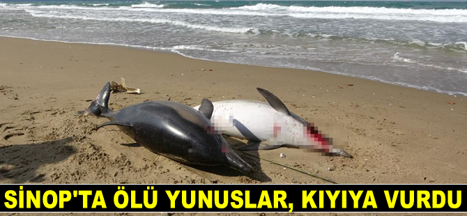 Sinop’ta ölü yunuslar, kıyıya vurdu