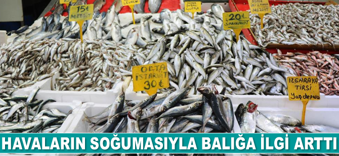 Havaların soğumasıyla balığa ilgi arttı