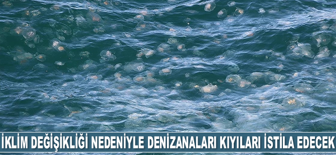 İklim değişikliği nedeniyle denizanaları kıyıları istila edecek