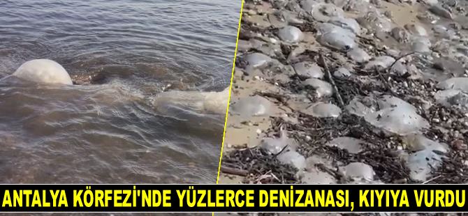 Antalya Körfezi’nde yüzlerce denizanası, kıyıya vurdu